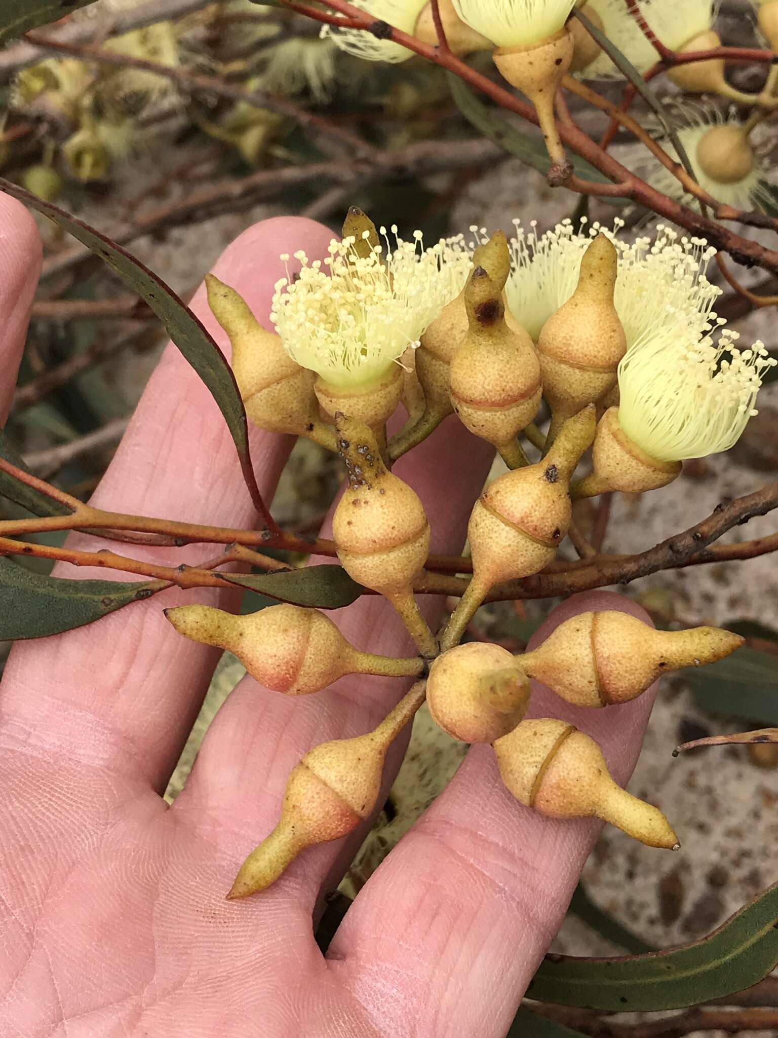 Image of Eucalyptus balladoniensis subsp. balladoniensis