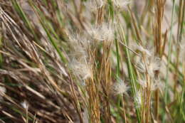 Image of Andropogon selloanus (Hack.) Hack.