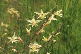 Plancia ëd Gladiolus angustus L.