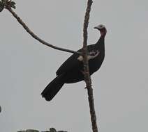 Image of Red-throated Piping Guan