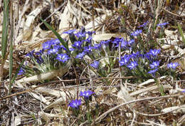 صورة Gentiana thunbergii var. thunbergii