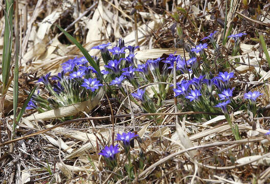 صورة Gentiana thunbergii var. thunbergii