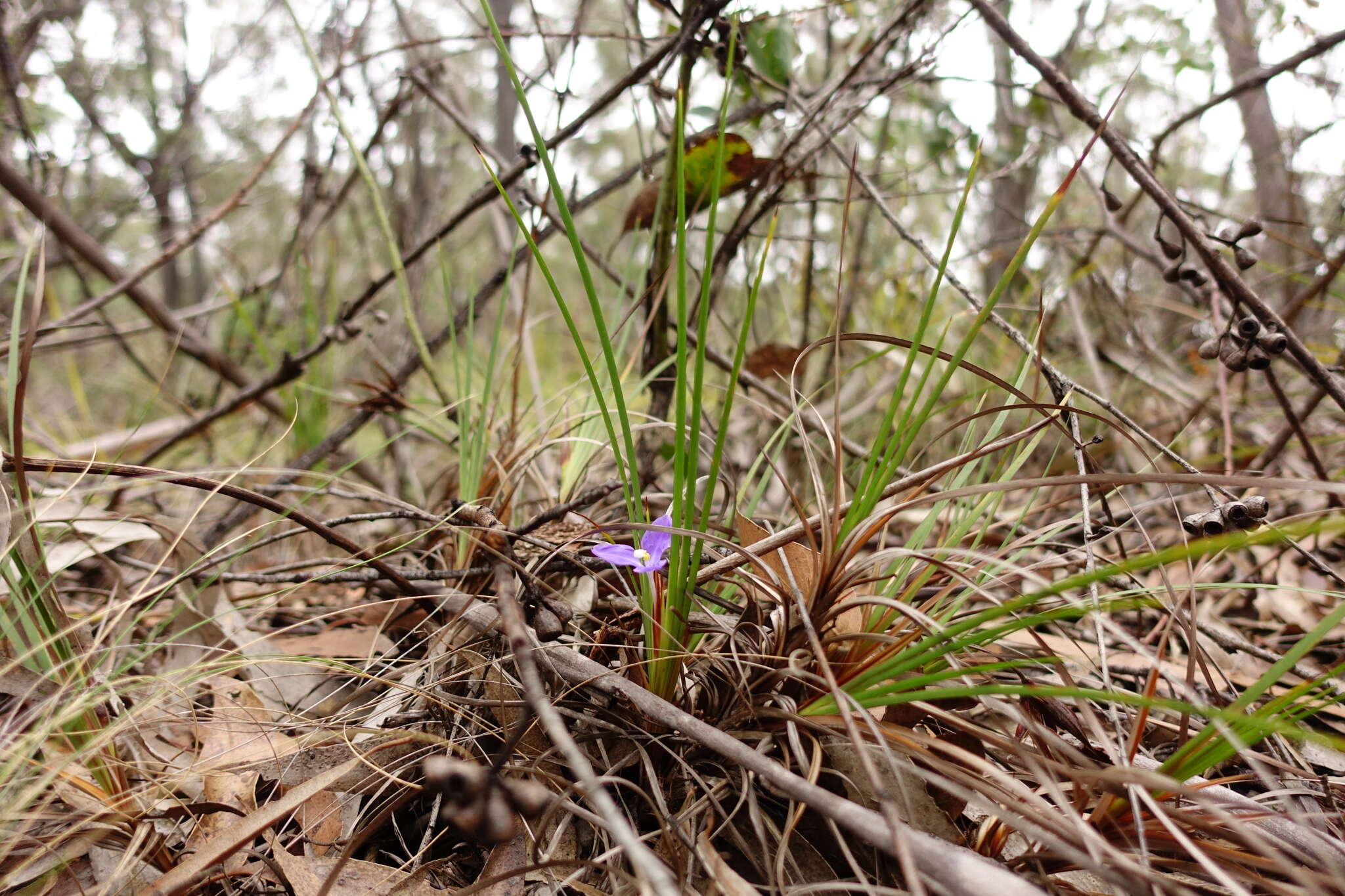 Image of Patersonia glabrata R. Br.