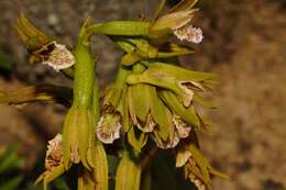 Image de Eulophia nyasae Rendle