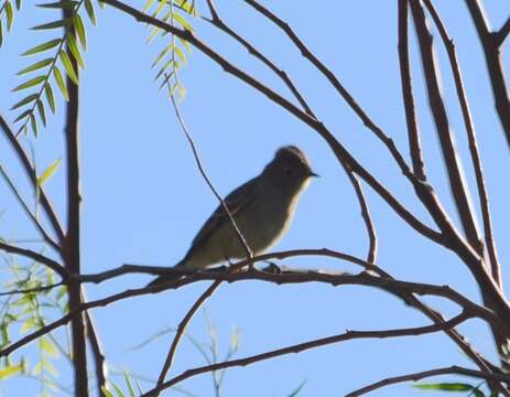 Image of White-crested Elaenia