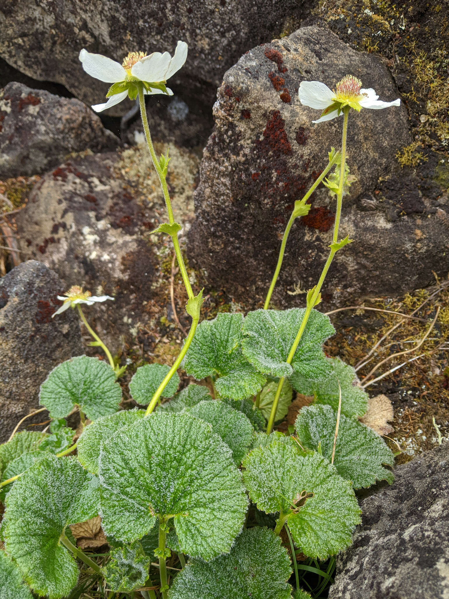 Image of Geum talbotianum W. M. Curtis