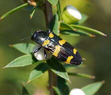 Image of Castiarina rectifasciata (Saunders 1868)