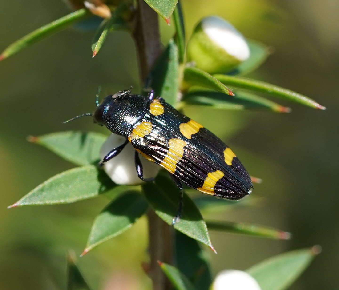 Image of Castiarina rectifasciata (Saunders 1868)