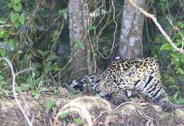 Image of Jaguar