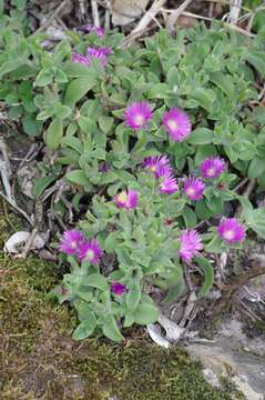 Image of Delosperma invalidum (N. E. Br.) N. E. K. Hartmann