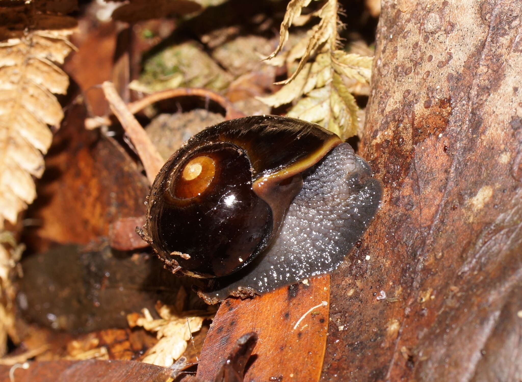 Image of Victaphanta compacta (Cox & Hedley 1912)