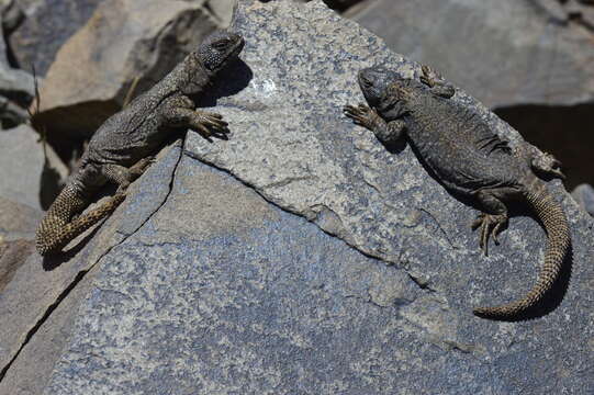 Image of Phymaturus extrilidus Lobo, Espinoza, Sanabria & Quiroga 2012