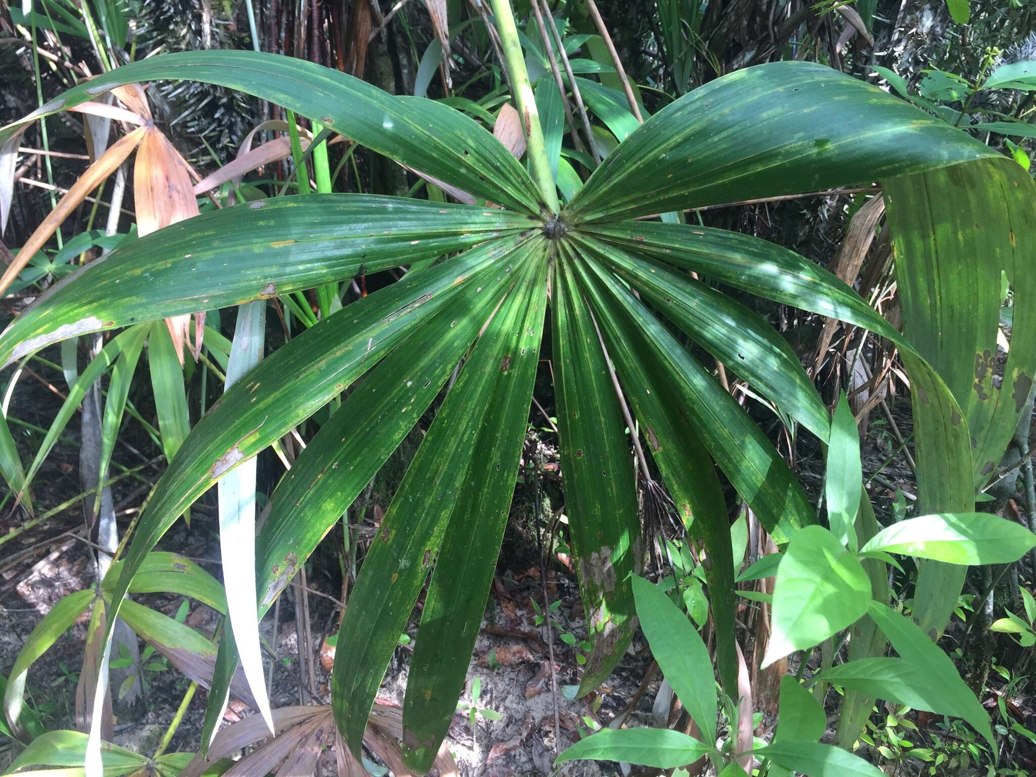 Image de Mauritiella