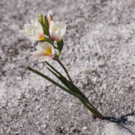 Image of Geissorhiza hispidula (R. C. Foster) Goldblatt