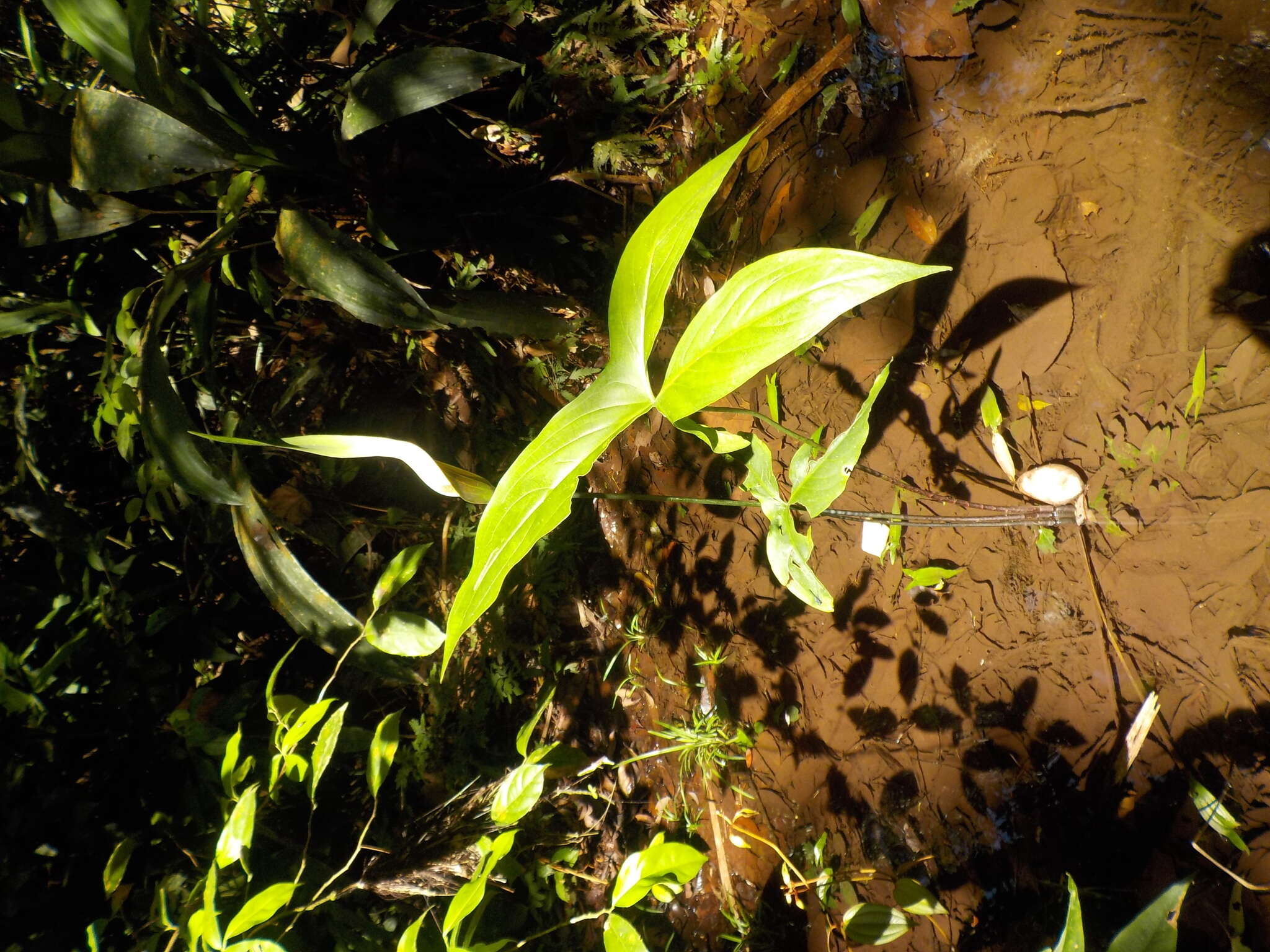 Urospatha sagittifolia (Rudge) Schott的圖片