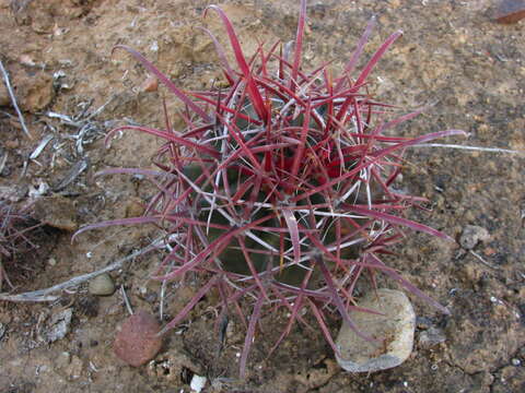 Image of Fire Barrel Cactus