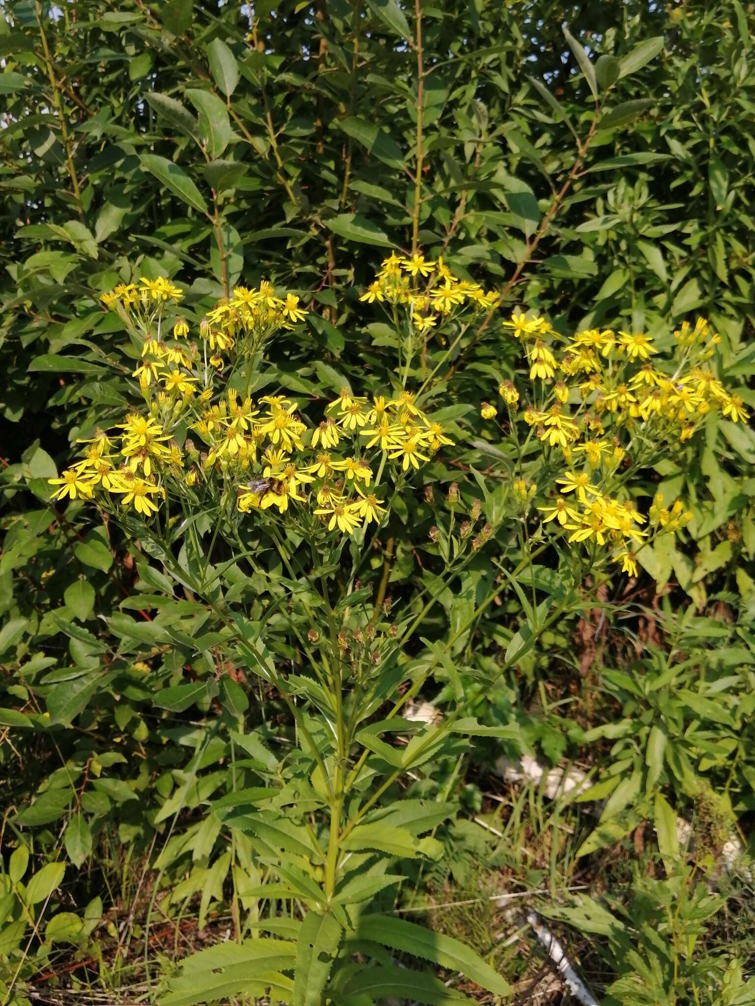 Image of Senecio sarracenicus L.