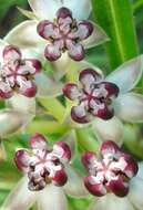 Image of Asclepias crassinervis N. E. Br.