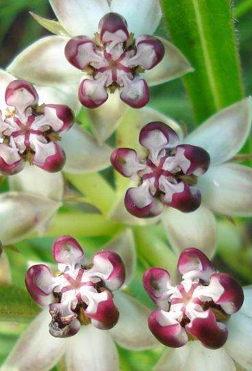 Image of Asclepias crassinervis N. E. Br.