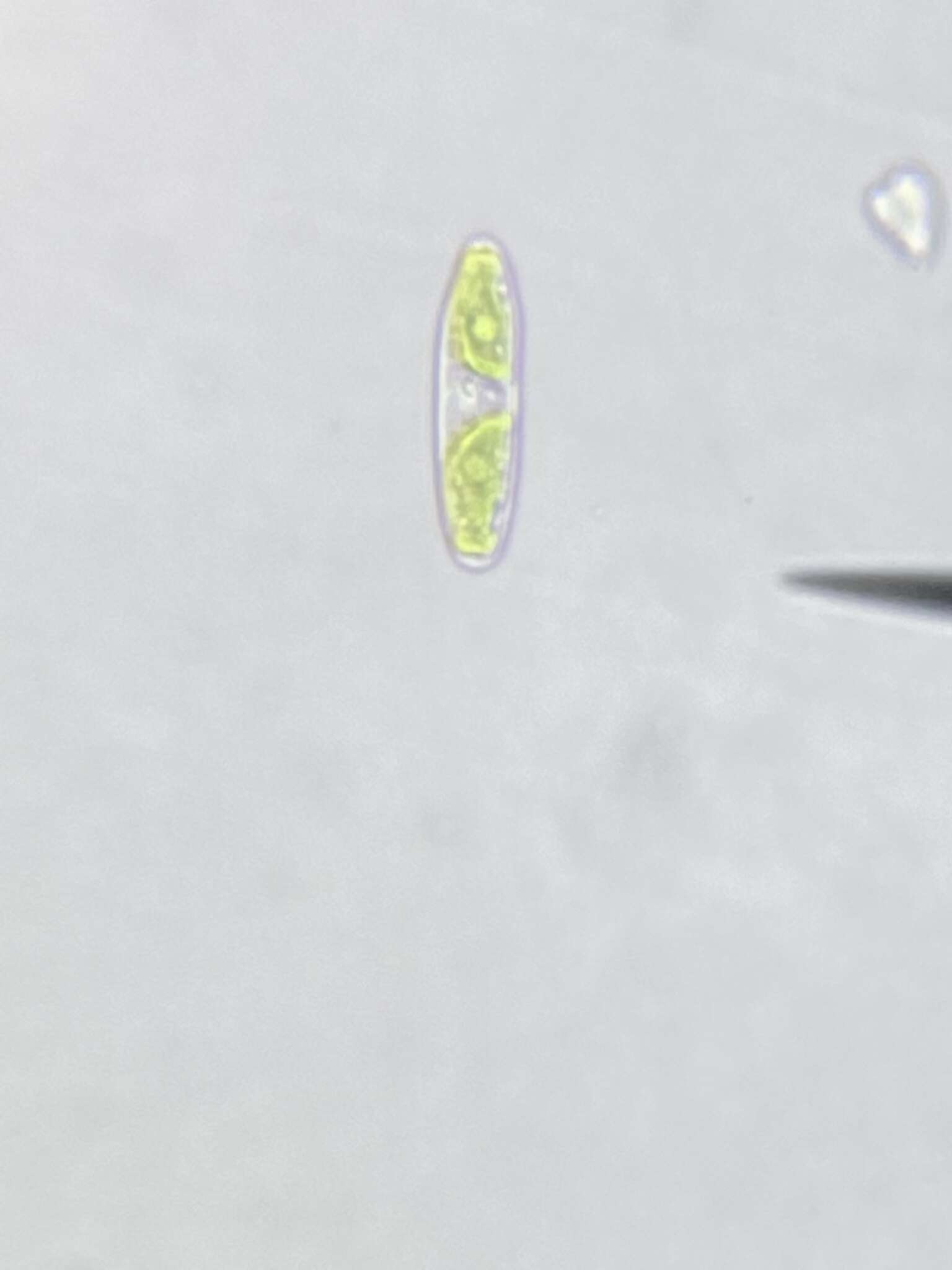 Image of Tortitaenia bahusiensis (Nordstedt & Lütkemüller) Coesel 2002