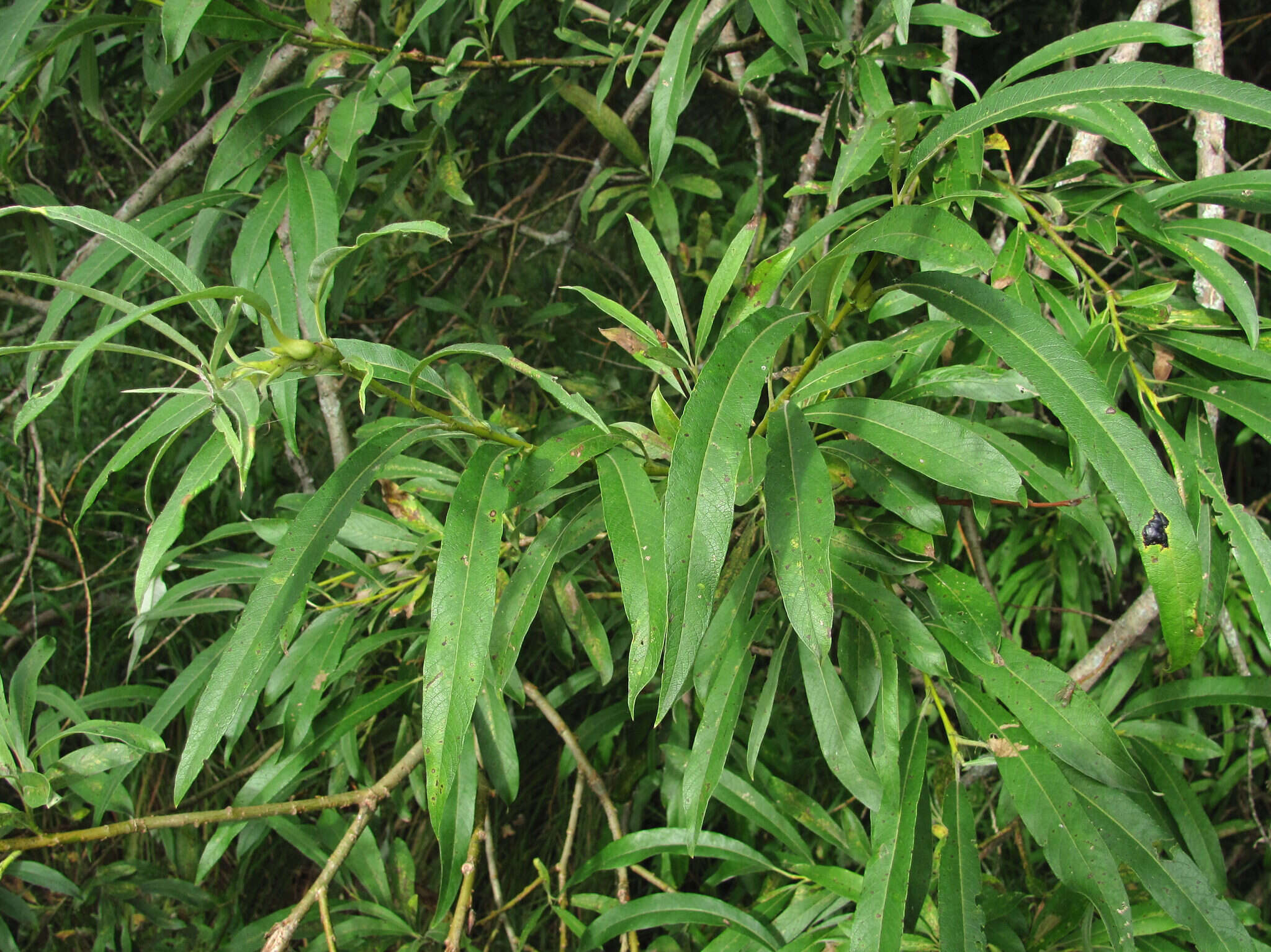 Image de Salix viminalis var. gmelinii (Pall.) Andersson