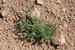 Image of Front Range milkvetch