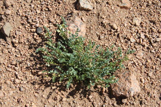 Image of Front Range milkvetch