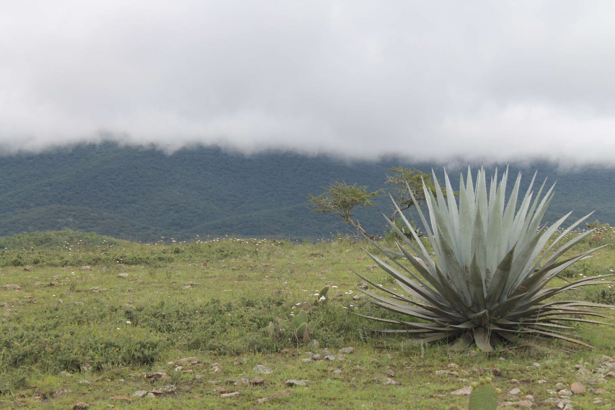 Agave applanata K. Koch resmi