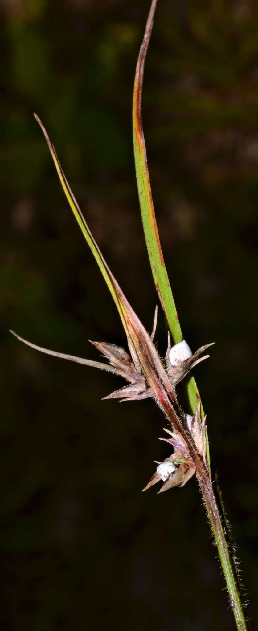 Слика од Scleria oligantha Michx.