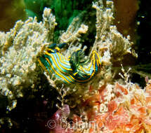 Image of Gold and green lined slug