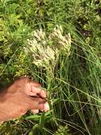 Image of white thoroughwort