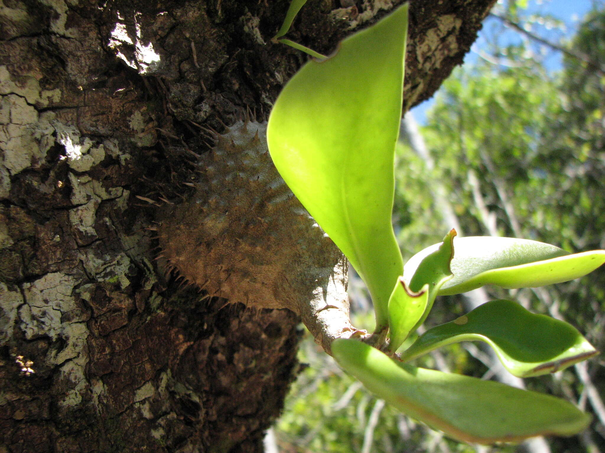 Imagem de Myrmecodia beccarii Hook. fil.