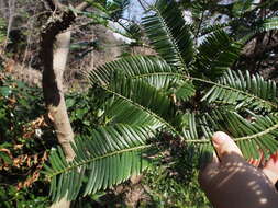 Plancia ëd Cephalotaxus harringtonii var. harringtonii