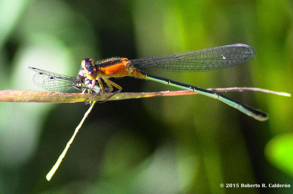 Image of Rambur's Forktail