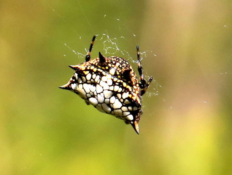 Image de Isoxya cicatricosa (C. L. Koch 1844)