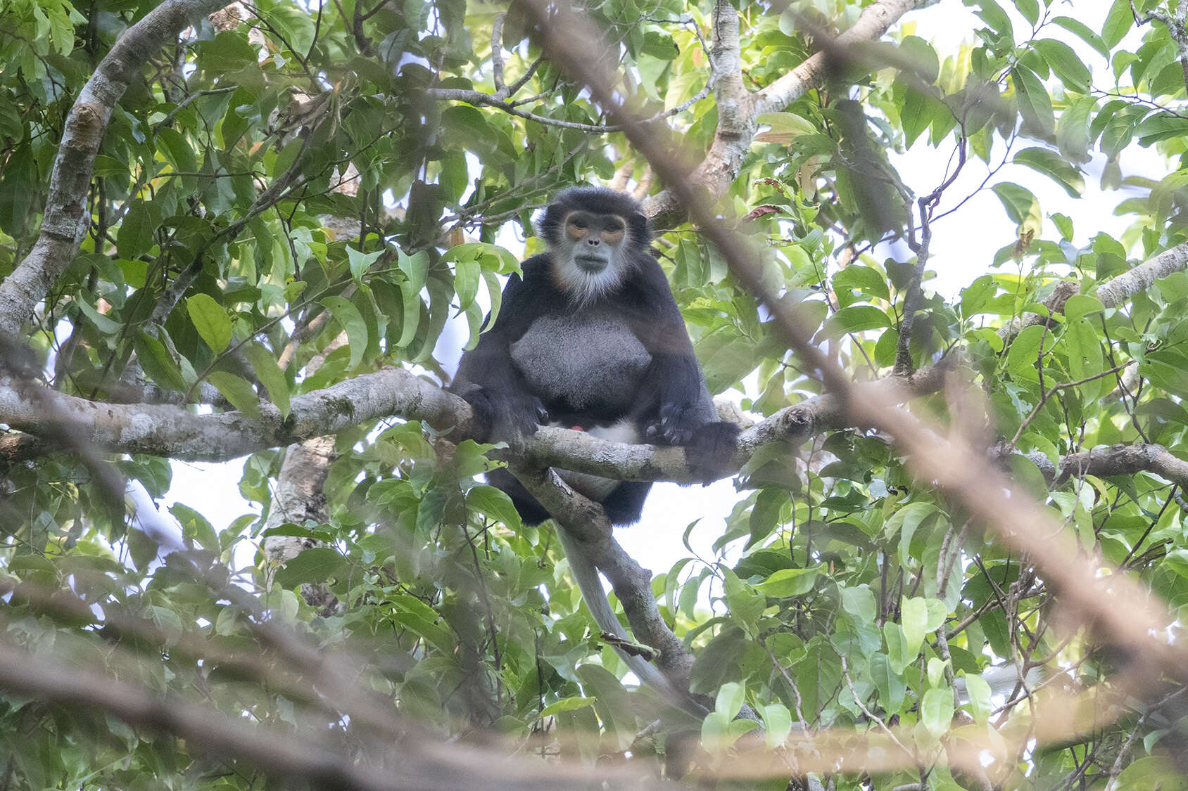 Image of Black-shanked Douc Langur