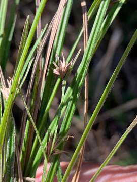 Scleria mackaviensis Boeckeler resmi