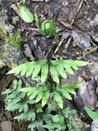 Imagem de Pteris semipinnata L.