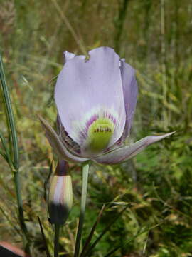 Image of broad-fruit mariposa-lily