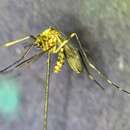 صورة Aedes biocellatus (Taylor 1915)