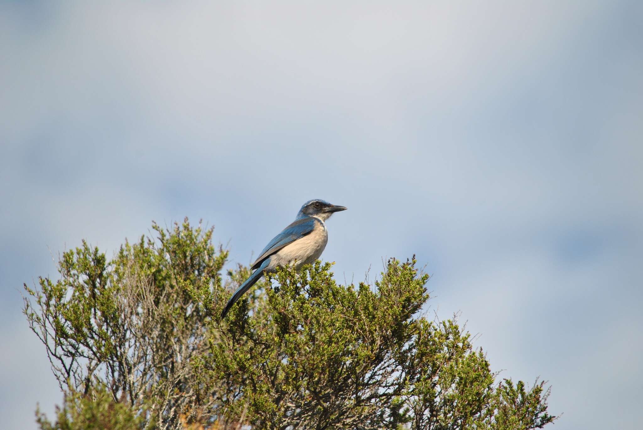 Image of Island Scrub Jay