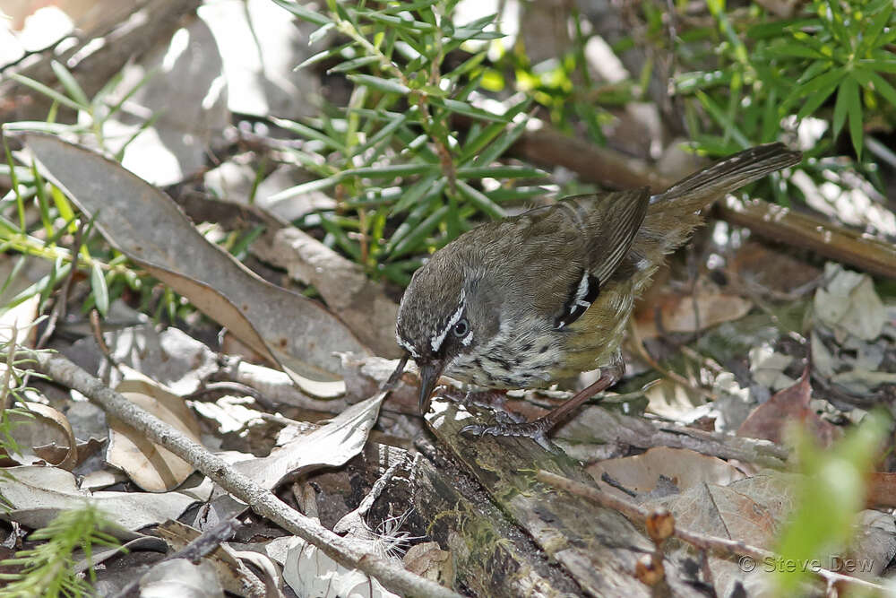 Image of Spotted Scrubwren