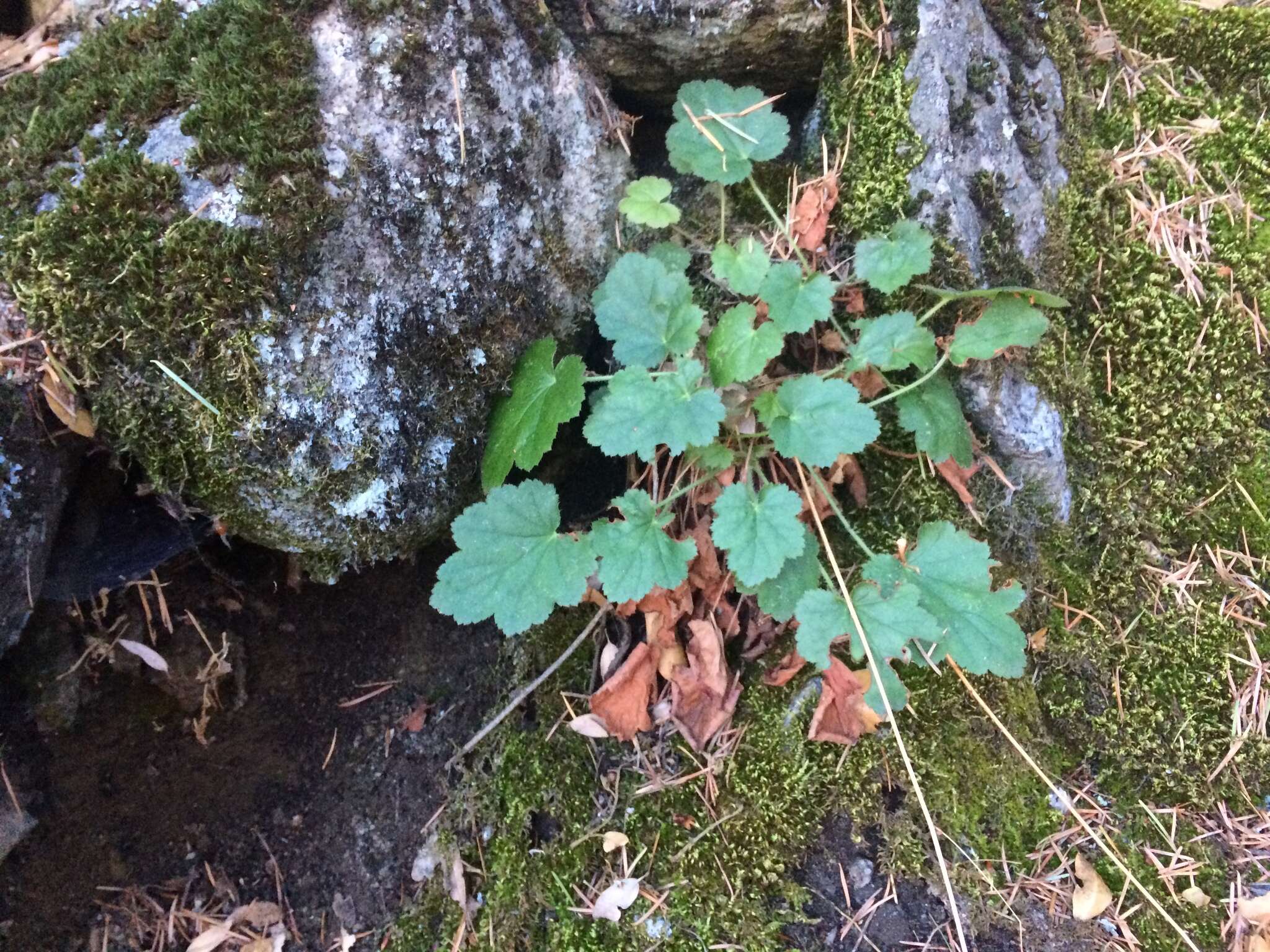 Image of crevice alumroot