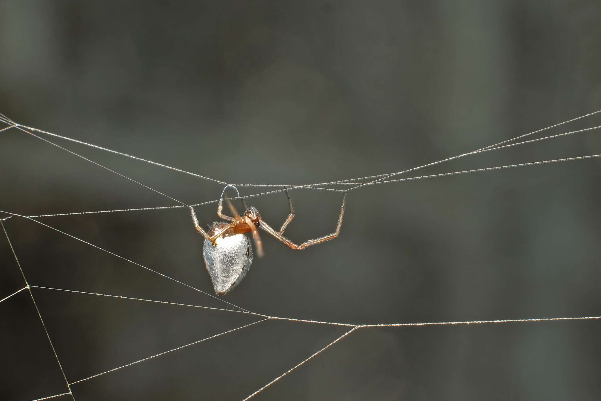 Image of Dewdrop spider