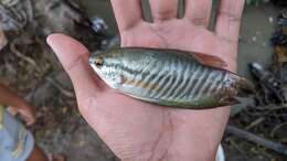 Image of Snakeskin gourami