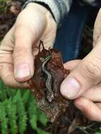 Image of Plethodon welleri Walker 1931