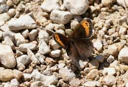 Image of Zapater’s Ringlet