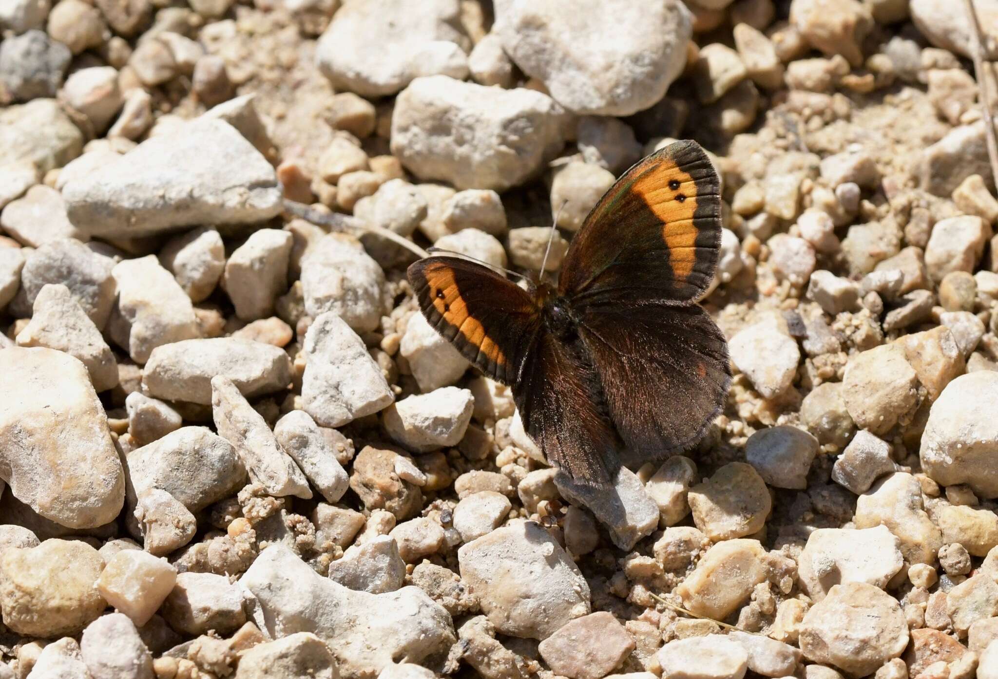 Image of Zapater’s Ringlet