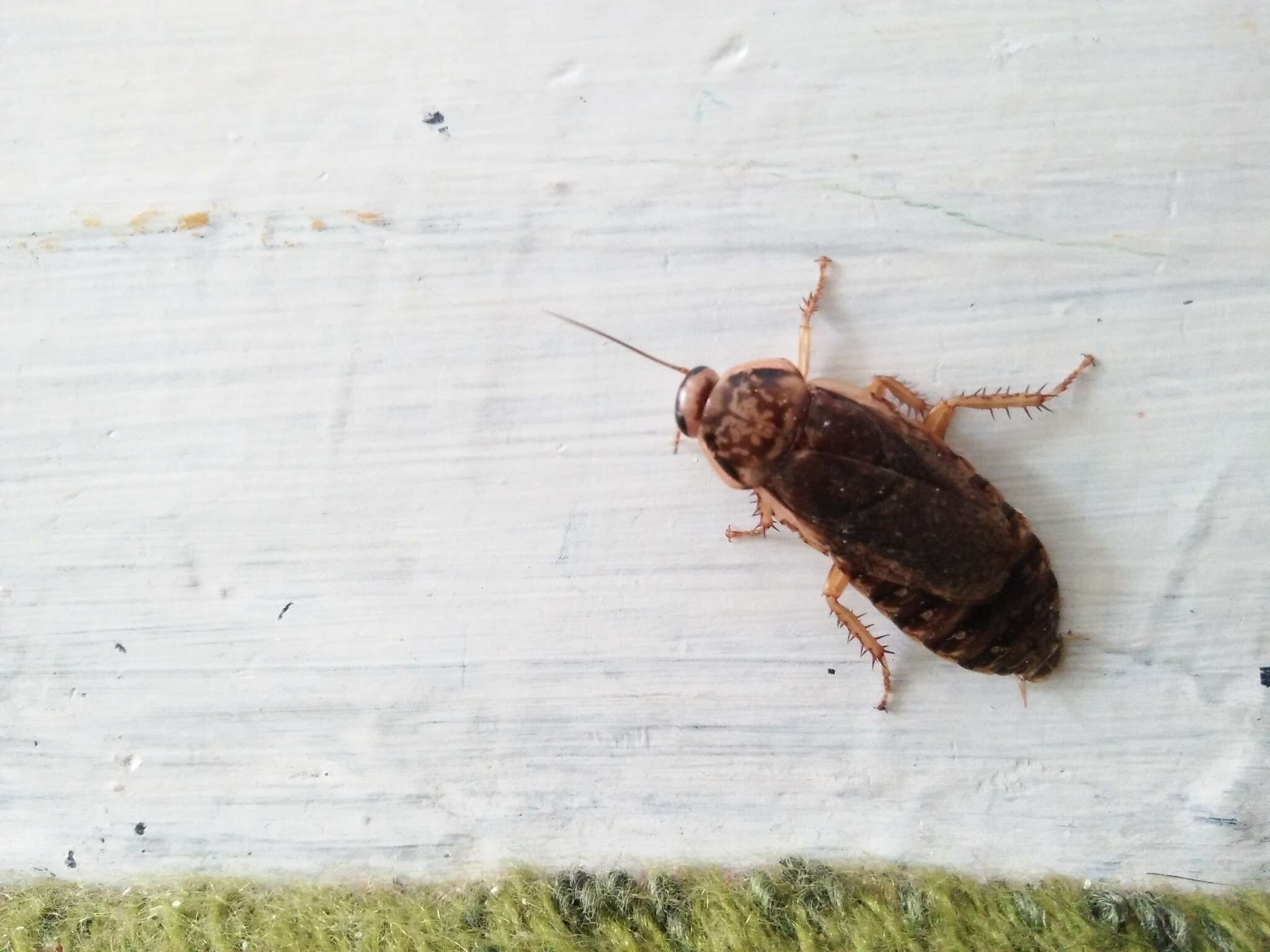 Image of Cinereous cockroach