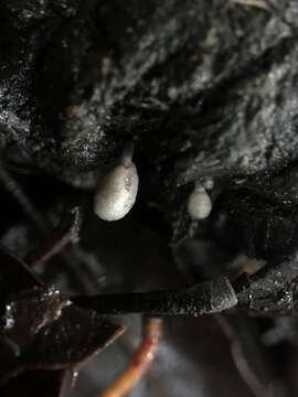 Image of Coprinopsis poliomalla (Romagn.) Doveri, Granito & Lunghini 2005